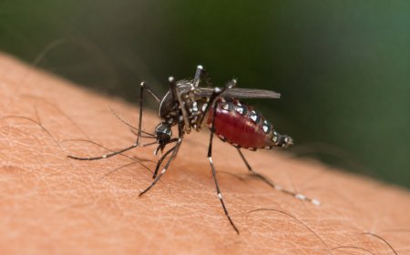 Kasus DBD di Riau Tembus 1.682 Orang, Rohil Jadi Daerah dengan Angka Tertinggi