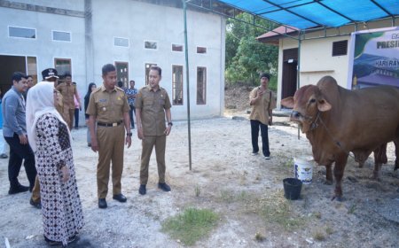 Sapi Kurban Presiden Seberat 923 Kg Diserahkan ke Masjid Al Furqon Kampar, Jadi Salah Satu Terbesar Tahun Ini
