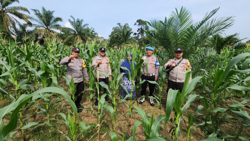 Polsek Rambah Pantau Kebun Jagung Warga, Tanaman Tumbuh Subur Dukung Ketahanan Pangan