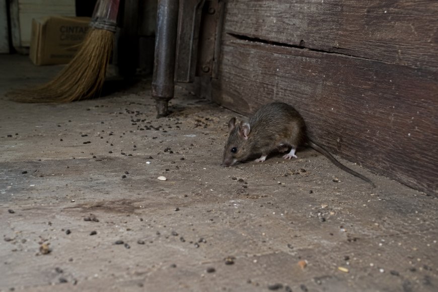 Kasus Hantavirus Kembali Muncul, Pakar Ingatkan Bahaya Debu Kotoran Tikus