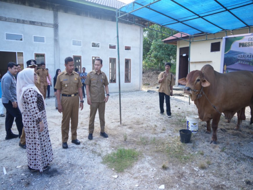 Sapi Kurban Presiden Seberat 923 Kg Diserahkan ke Masjid Al Furqon Kampar, Jadi Salah Satu Terbesar Tahun Ini