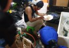 Nilai Ekonomi Benih Lobster Indonesia Bisa Tembus Rp9 Triliun
