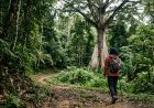 Healing Forest Bisa Kurangi Stres dan Jadi Sumber Ekonomi Baru