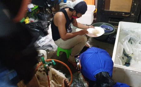 Nilai Ekonomi Benih Lobster Indonesia Bisa Tembus Rp9 Triliun