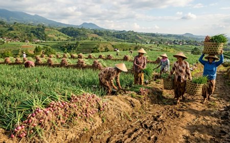 Riset BRIN: Pupuk Silika Mampu Tingkatkan Produktivitas Bawang Merah hingga 70 Persen