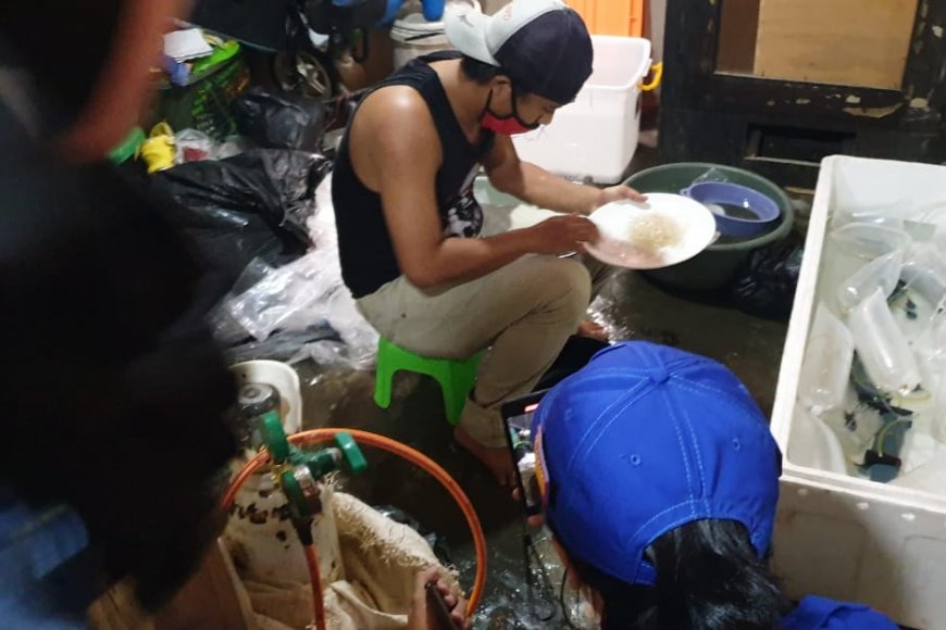 Nilai Ekonomi Benih Lobster Indonesia Bisa Tembus Rp9 Triliun