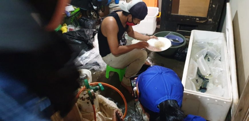 Nilai Ekonomi Benih Lobster Indonesia Bisa Tembus Rp9 Triliun