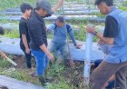 Mahasiswa KKN Unri di Desa Ketam Putih Bengkalis Kenalkan Biopori untuk Atasi Genangan di Lahan Cabai