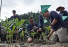 Gerakan Jaga Bumi, Telkomsel Tanam Mangrove di Pesisir Selatan
