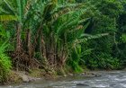 Pisang Liar Indonesia Jadi Kunci BRIN Atasi Ancaman Penyakit Global