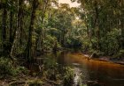 Riset di Bengkalis. BRIN Ungkap Hutan Gambut Berperan Menjaga Hujan Tropis