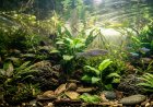 Ikan Zebra Berpeluang Jadi Model Riset Tuberkulosis dan Kanker