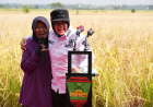 Baznas Siak Targetkan 90 Keluarga Keluar dari Kemiskinan Lewat Program Sawah Zakat Produktif