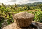 Penelitian Unand Ungkap Tepung Kacang Lima Berpotensi Aman Jadi Sumber Protein Nabati Alternatif