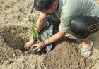 30 Bibit Pohon Ditanam Mahasiswa Kukerta Unri di Bantaran Sungai Indragiri