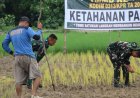 TMMD ke-129 Kodim 0313/KPR Tanam Padi Bersama Petani Kuala Panduk
