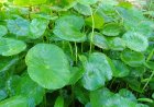 Peneliti Temukan Potensi Daun Pegagan dan Kencur Hitam untuk Terapi Pendamping Gangguan Saraf Mata