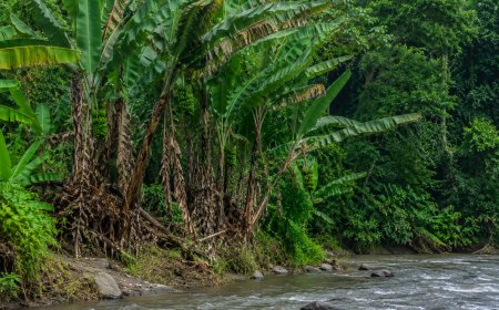 Pisang Liar Indonesia Jadi Kunci BRIN Atasi Ancaman Penyakit Global