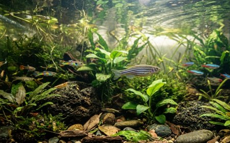 Ikan Zebra Berpeluang Jadi Model Riset Tuberkulosis dan Kanker