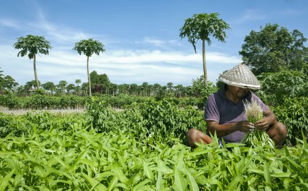 Tantangan Pertanian di Tengah Kota