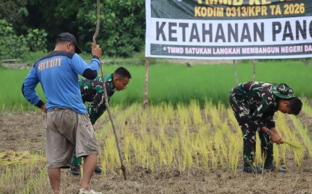 TMMD ke-129 Kodim 0313/KPR Tanam Padi Bersama Petani Kuala Panduk