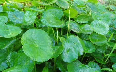 Peneliti Temukan Potensi Daun Pegagan dan Kencur Hitam untuk Terapi Pendamping Gangguan Saraf Mata