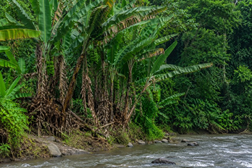 Pisang Liar Indonesia Jadi Kunci BRIN Atasi Ancaman Penyakit Global