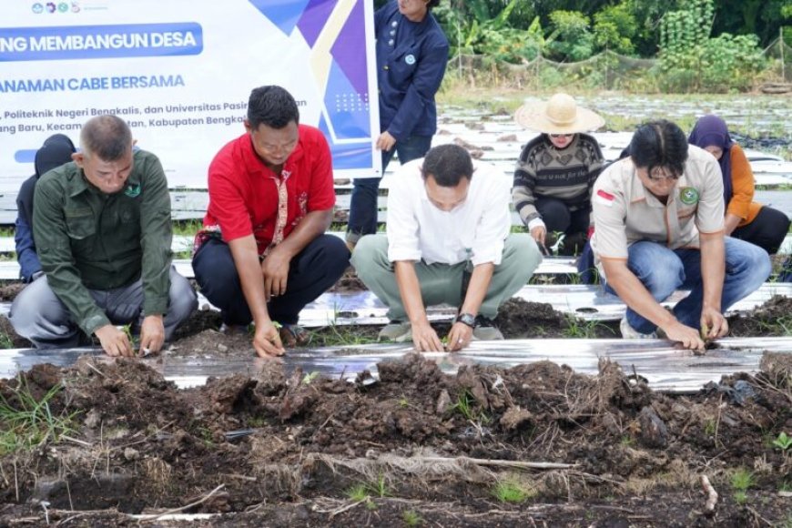 Polbeng Terapkan Teknologi IoT untuk Dukung Penanaman 12.000 Bibit Cabai di Bengkalis