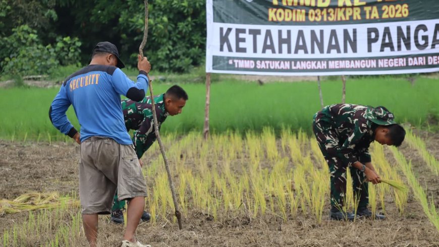 TMMD ke-129 Kodim 0313/KPR Tanam Padi Bersama Petani Kuala Panduk