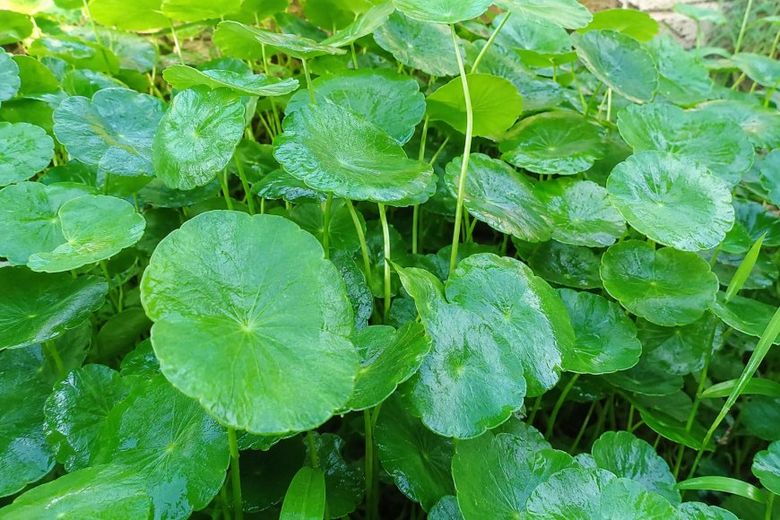 Peneliti Temukan Potensi Daun Pegagan dan Kencur Hitam untuk Terapi Pendamping Gangguan Saraf Mata